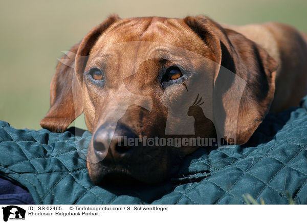 Rhodesian Ridgeback Portrait / Rhodesian Ridgeback Portrait / SS-02465