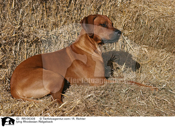 liegender / lying Rhodesian Ridgeback / RR-06308