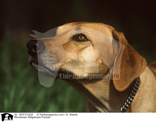 Rhodesian Ridgeback Portrait / Rhodesian Ridgeback Portrait / SST-01202