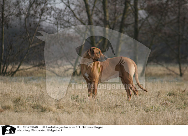 stehender Rhodesian Ridgeback / standing Rhodesian Ridgeback / SS-03046