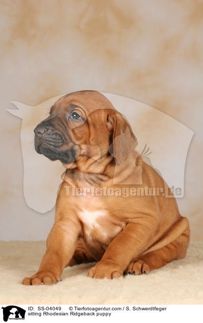 sitzender Ridgeback Welpe / sitting Rhodesian Ridgeback puppy / SS-04049