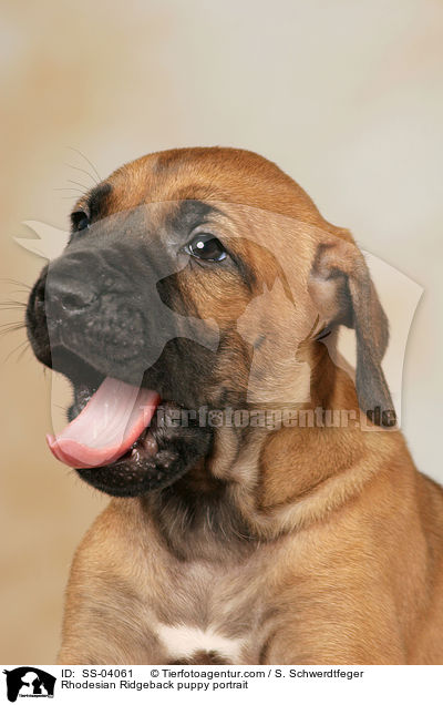 Rhodesian Ridgeback Welpe Portrait / Rhodesian Ridgeback puppy portrait / SS-04061