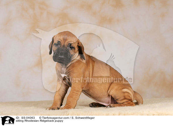 sitzender Rhodesian Ridgeback Welpe / sitting Rhodesian Ridgeback puppy / SS-04063