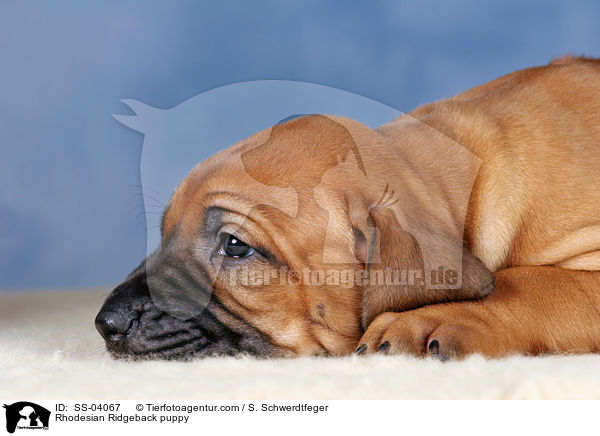 Rhodesian Ridgeback Welpe / Rhodesian Ridgeback puppy / SS-04067