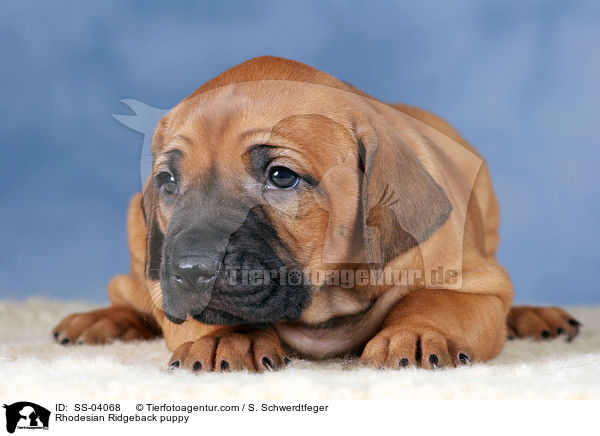 Rhodesian Ridgeback Welpe / Rhodesian Ridgeback puppy / SS-04068