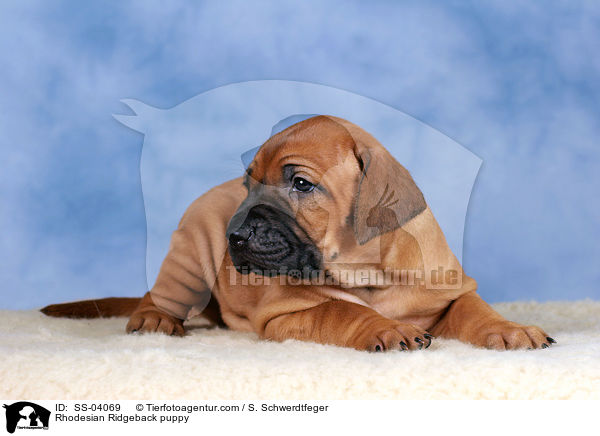 Rhodesian Ridgeback Welpe / Rhodesian Ridgeback puppy / SS-04069