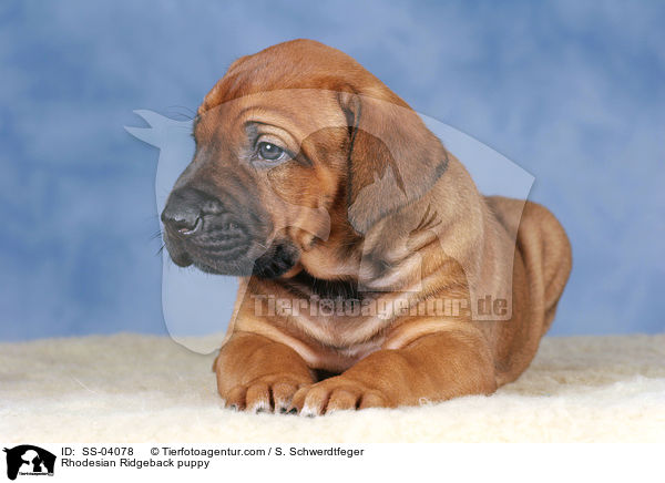 Rhodesian Ridgeback Welpe / Rhodesian Ridgeback puppy / SS-04078