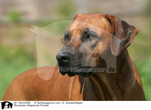 Rhodesian Ridgeback Portrait / Rhodesian Ridgeback Portrait / SS-04086