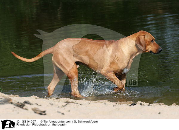 Ridgeback am Wasser / Rhodesian Ridgeback on the beach / SS-04097