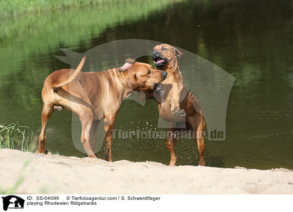 spielende Rhodesian Ridgebacks / playing Rhodesian Ridgebacks / SS-04099