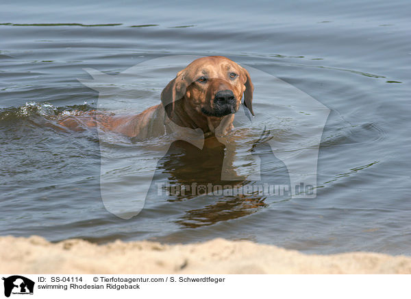 schwimmender Rhodesian Ridgeback / swimming Rhodesian Ridgeback / SS-04114