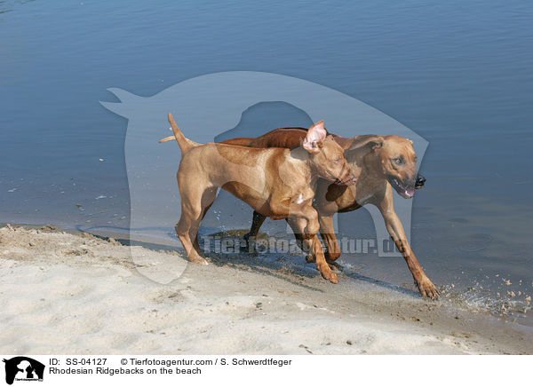 Rhodesian Ridgebacks am Wasser / Rhodesian Ridgebacks on the beach / SS-04127