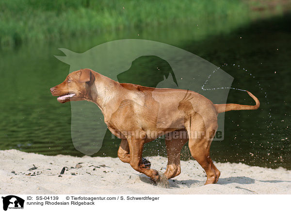 rennender Rhodesian Ridgeback / running Rhodesian Ridgeback / SS-04139