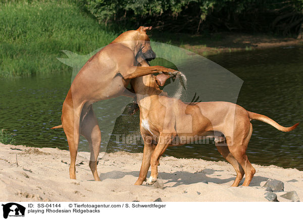 playing Rhodesian Ridgebacks / SS-04144