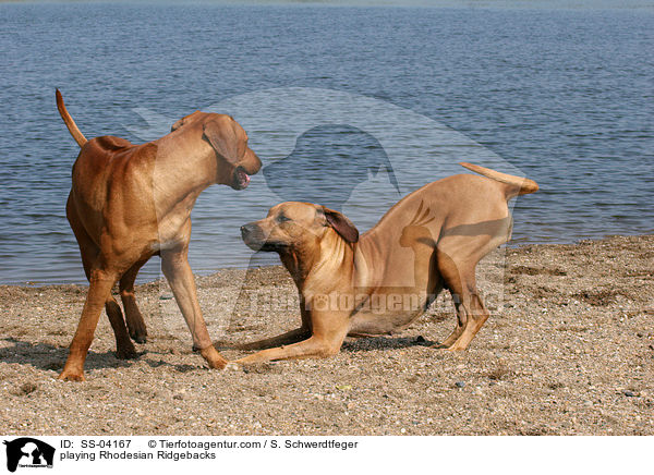 spielende Rhodesian Ridgebacks / playing Rhodesian Ridgebacks / SS-04167