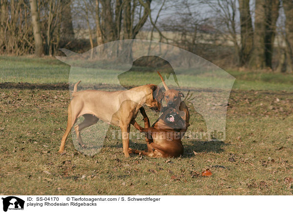 spielende Rhodesian Ridgebacks / playing Rhodesian Ridgebacks / SS-04170