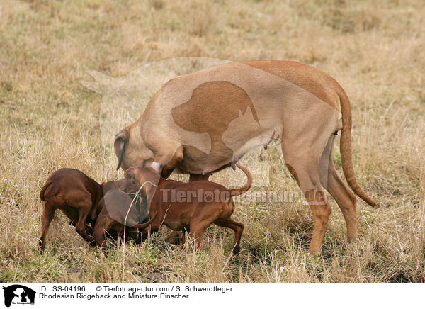 Rhodesian Ridgeback und Zwergpinscher / Rhodesian Ridgeback and Miniature Pinscher / SS-04196