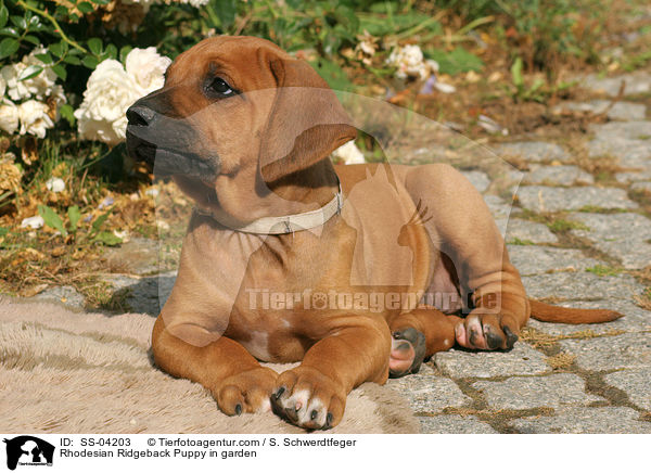 Rhodesian Ridgeback Welpe im Garten / Rhodesian Ridgeback Puppy in garden / SS-04203