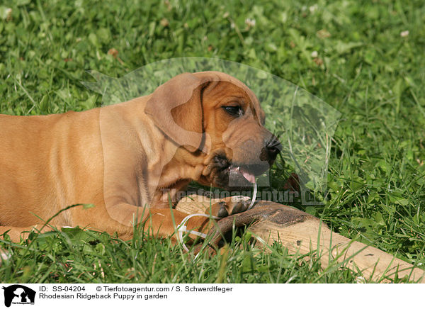 Rhodesian Ridgeback Puppy in garden / SS-04204