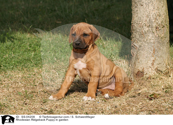 Rhodesian Ridgeback Welpe im Garten / Rhodesian Ridgeback Puppy in garden / SS-04208