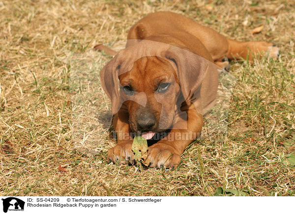 Rhodesian Ridgeback Welpe im Garten / Rhodesian Ridgeback Puppy in garden / SS-04209