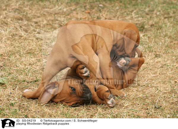 spielende Rhodesian Ridgeback Welpen / playing Rhodesian Ridgeback puppies / SS-04219