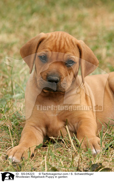 Rhodesian Ridgeback Welpe im Garten / Rhodesian Ridgeback Puppy in garden / SS-04223