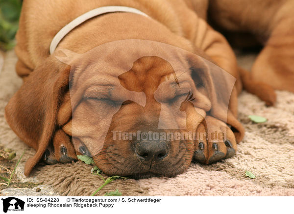 sleeping Rhodesian Ridgeback Puppy / SS-04228