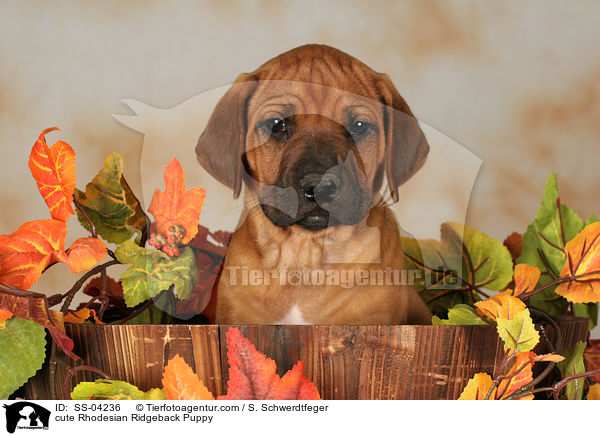 ser Rhodesian Ridgeback Welpe / cute Rhodesian Ridgeback Puppy / SS-04236