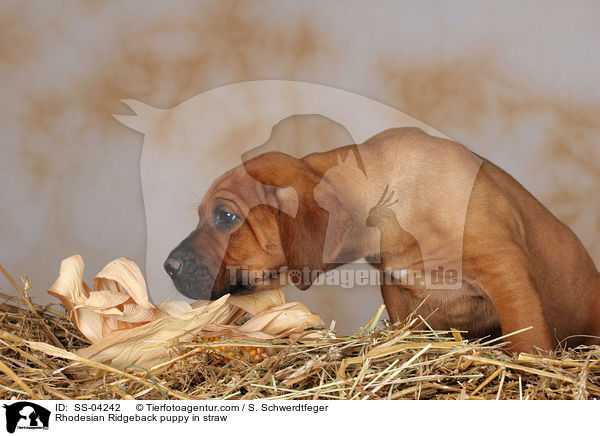 Rhodesian Ridgeback puppy in straw / SS-04242