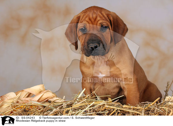 Rhodesian Ridgeback Welpe im Stroh / Rhodesian Ridgeback puppy in straw / SS-04243