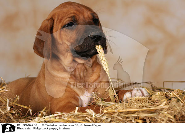 Rhodesian Ridgeback puppy in straw / SS-04258