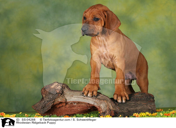 Rhodesian Ridgeback Welpe / Rhodesian Ridgeback Puppy / SS-04288