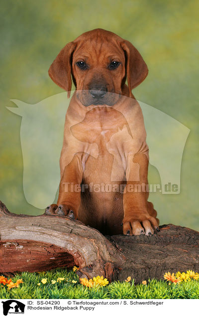 Rhodesian Ridgeback Welpe / Rhodesian Ridgeback Puppy / SS-04290