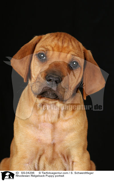 Rhodesian Ridgeback Welpe Portrait / Rhodesian Ridgeback Puppy portrait / SS-04296