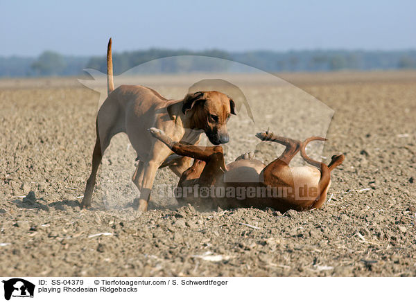 spielende Rhodesian Ridgebacks / playing Rhodesian Ridgebacks / SS-04379