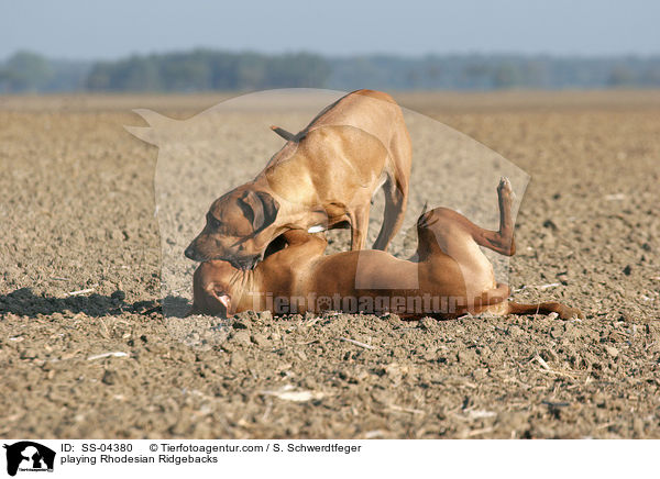 spielende Rhodesian Ridgebacks / playing Rhodesian Ridgebacks / SS-04380