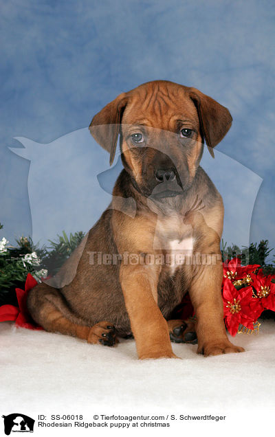 Rhodesian Ridgeback Welpe zu Weihnachten / Rhodesian Ridgeback puppy at christmas / SS-06018