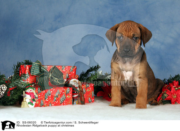 Rhodesian Ridgeback Welpe zu Weihnachten / Rhodesian Ridgeback puppy at christmas / SS-06020