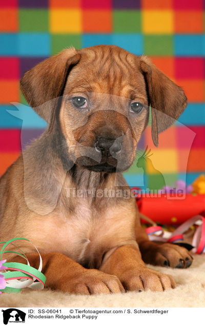 Rhodesian Ridgeback Welpe / Rhodesian Ridgeback Puppy / SS-06041