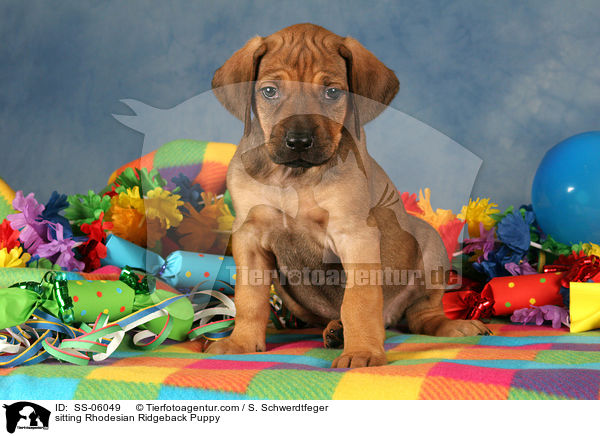 Rhodesian Ridgeback Welpe / Rhodesian Ridgeback Puppy / SS-06049