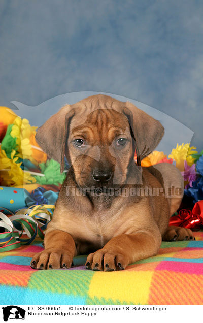 Rhodesian Ridgeback Welpe / Rhodesian Ridgeback Puppy / SS-06051