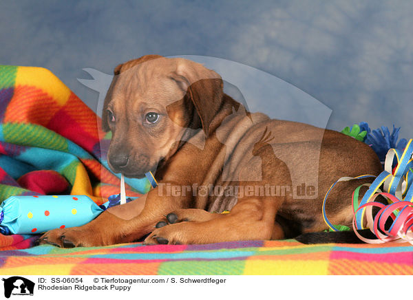 Rhodesian Ridgeback Welpe / Rhodesian Ridgeback Puppy / SS-06054