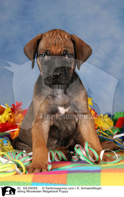 RhoRhodesian Ridgeback Welpe / Rhodesian Ridgeback Puppy / SS-06056