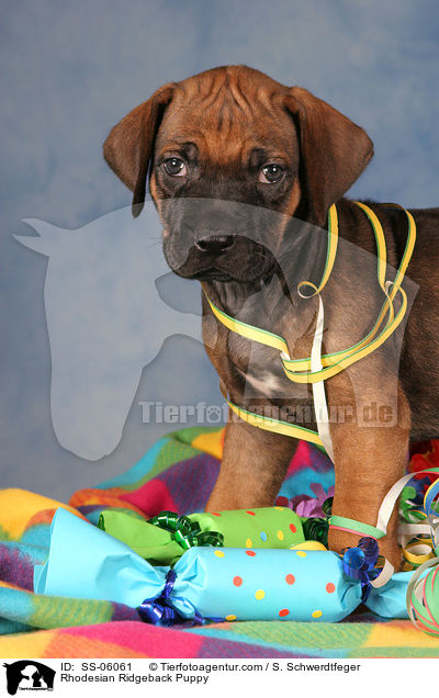 Rhodesian Ridgeback Welpe / Rhodesian Ridgeback Puppy / SS-06061