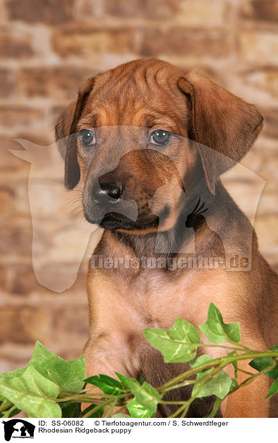 Rhodesian Ridgeback Welpe / Rhodesian Ridgeback puppy / SS-06082