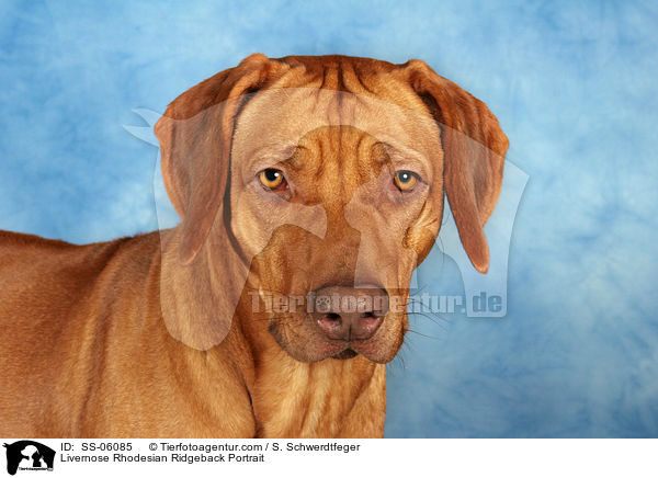 Livernose Rhodesian Ridgeback Portrait / Livernose Rhodesian Ridgeback Portrait / SS-06085