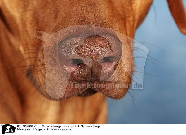 Rhodesian Ridgeback Livernose Nase / Rhodesian Ridgeback Livernose nose / SS-06093