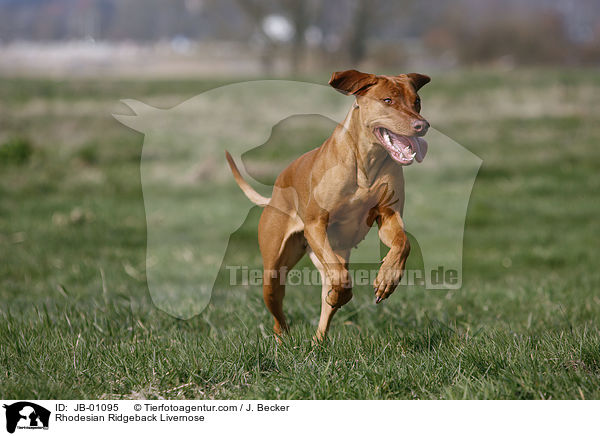 Rhodesian Ridgeback Livernose / Rhodesian Ridgeback Livernose / JB-01095