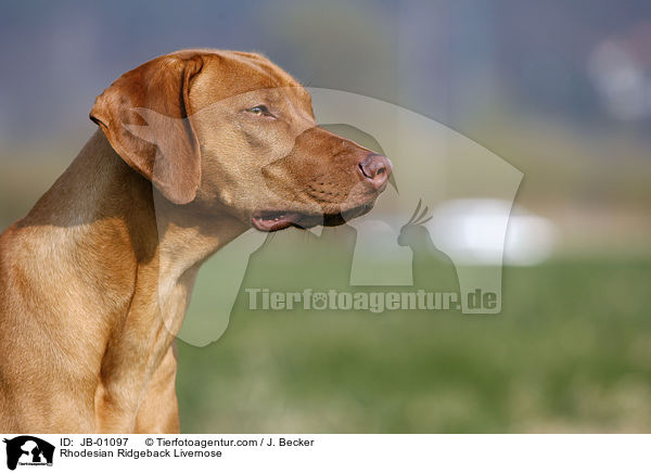 Rhodesian Ridgeback Livernose / Rhodesian Ridgeback Livernose / JB-01097